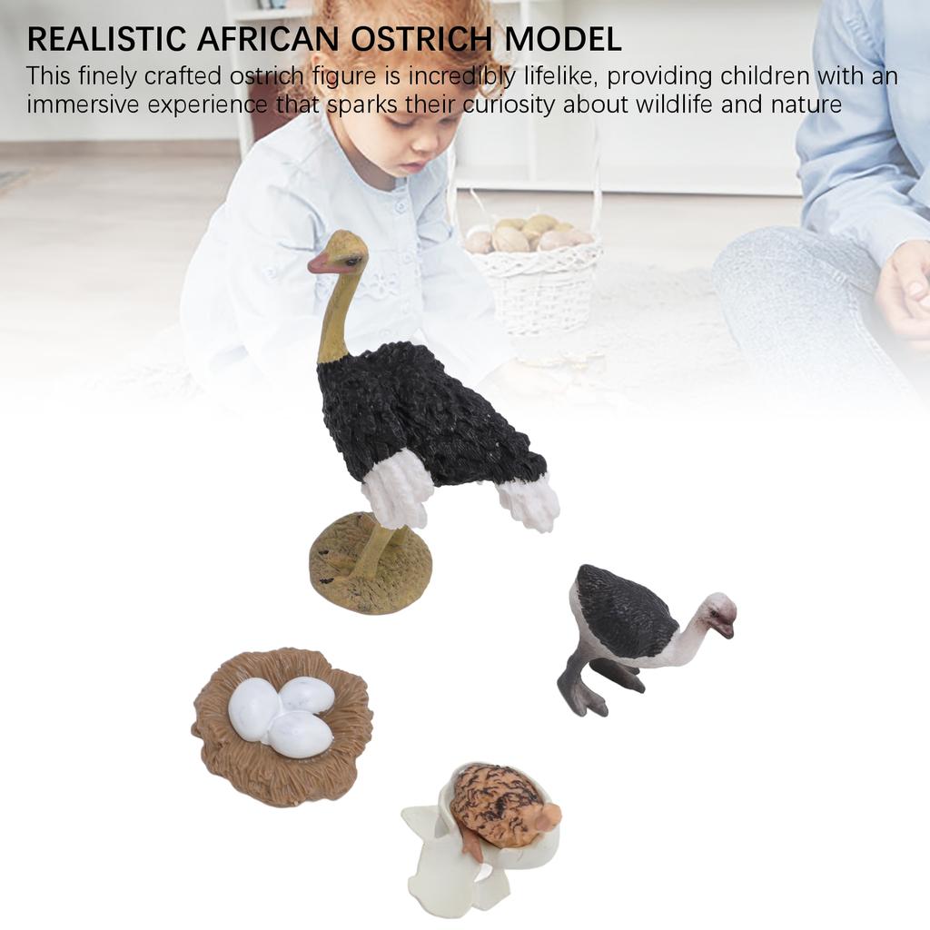 Ostrich Life Cycle Figure PVC Realistic Ostrich Figure Toy Animal Growth Cycle for Children