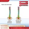 Bendable Medium-Sized Anatomical Model of Human Spine, Occipital, Pelvis, and Femur for Teaching Aids