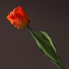 Flores de Tulipán Artificiales Tacto Real Tulipán de Tallo Largo Ramo con Hojas para Ramo de Boda Arreglo Floral de Primavera Decoración de Mesa para el Hogar