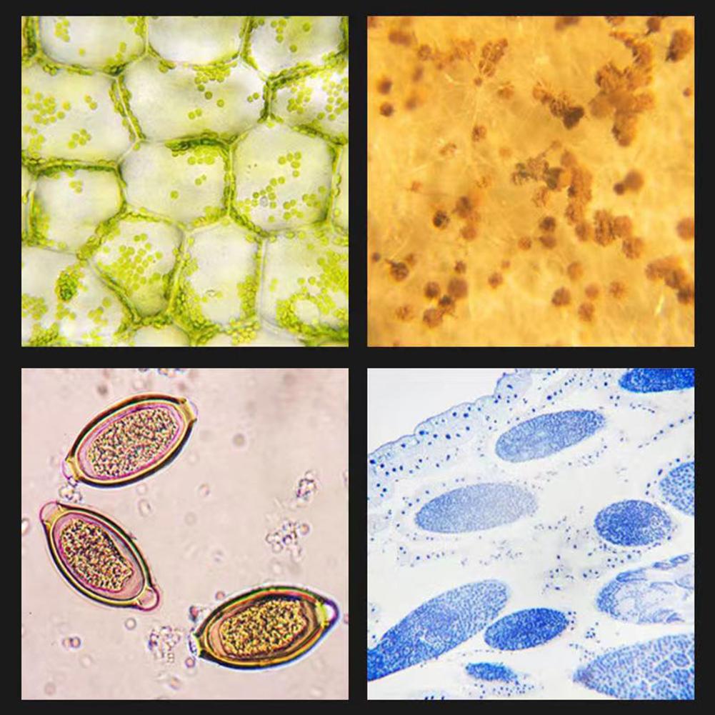 Children's Microscope Slides, Microscope Accessories Glass Preparation Slides