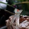 Vintage Brass Dragonfly Figurine Ornament - Antique-Style Home & Office Desk Decor, Creative Tea Pet Collectible Statue