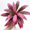 1Pcs Desktop Design 55Cm Large Artificial Dragon Blood Tree Faux Brazilian Wood Plant Decor For Living Room With Life-Like Green
