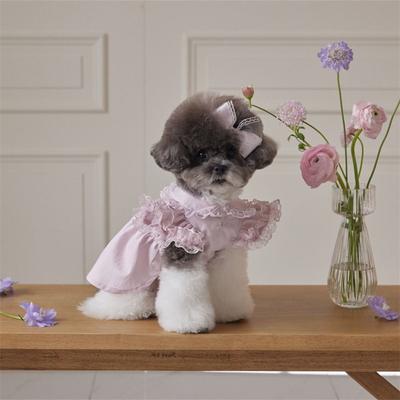 Giyim ve ayakkabı – Köpek elbiseleri