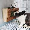 Rabbit Natural Wooden Grass Shelf 304 Stainless Steel Net Hay Dispenser Hanging Hay Feeder For  Guinea Pig