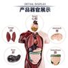 11 Inch Human Body Model for Kids,Human Torso Anatomy Model Toys,8 Pcs Removable Anatomy Doll with