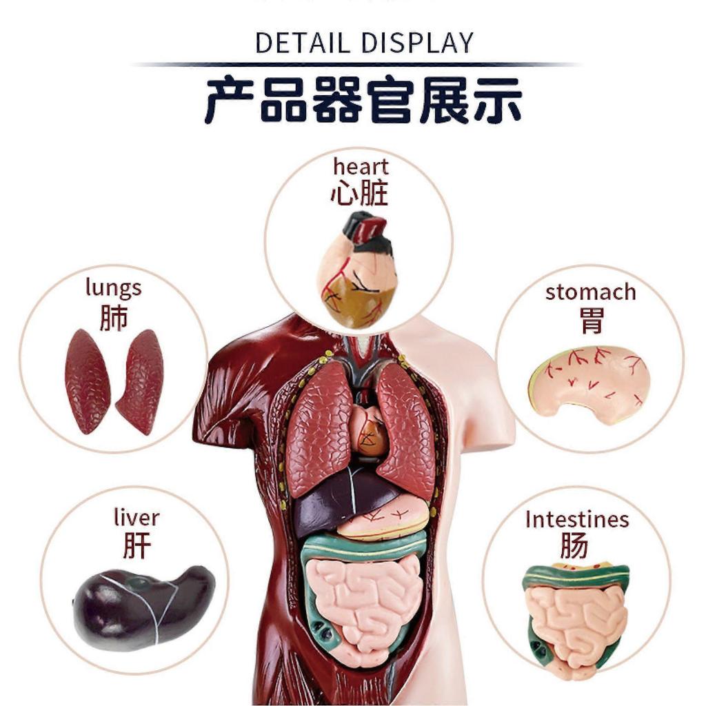 11 Inch Human Body Model for Kids,Human Torso Anatomy Model Toys,8 Pcs Removable Anatomy Doll with