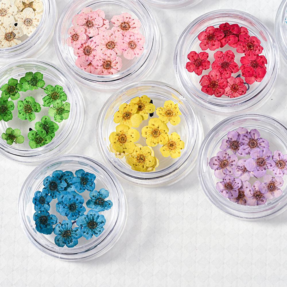 10PCS/Box Small Daffodil Dried Flower for Nail Art Decorations Natural Real Pressed Flower Making up Phone Case Mold Making