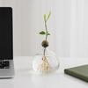 Jarrón de Cristal para Plantas Hidropónicas, Terrario Transparente de Propagación, Maceta Decorativa de Escritorio para Centro de Mesa de Hogar y Oficina