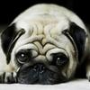 5D DIY Diamond Painting Dog Diamond Embroidery Animal Scenery Cross Stitch Full Round Drill Home Decor Manual Art Gift