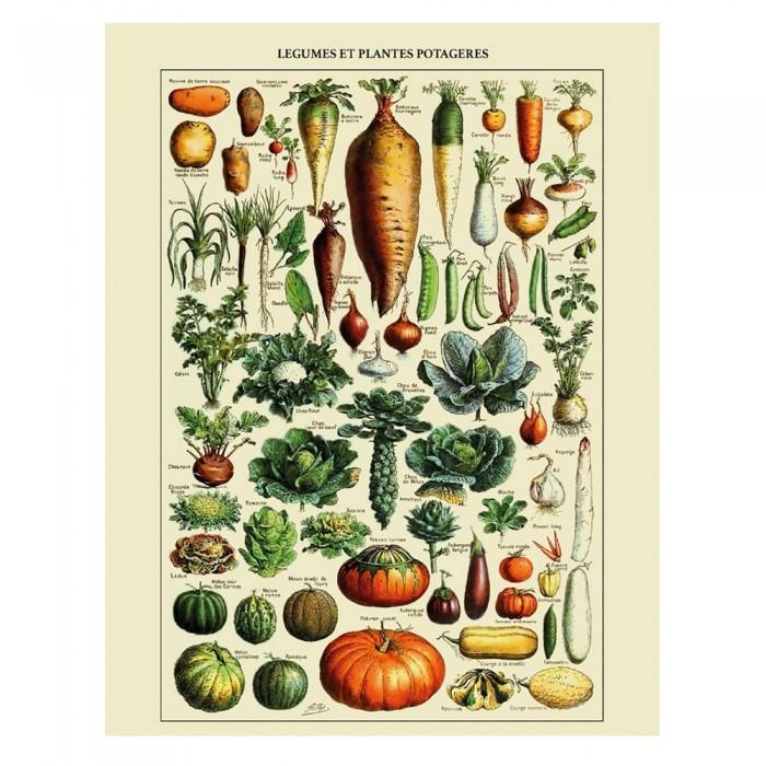 Adolphe Millot Vegetables and Vegetable Plants Print nero