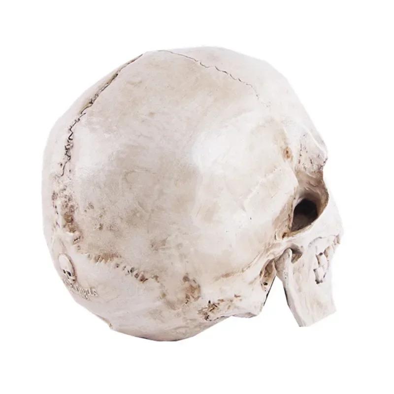 1:1 Skull Statue Sculpture Halloween Decoration Resin Skull Skeleton Crafts for Painting Medical Props Bar Counter Home Decor
