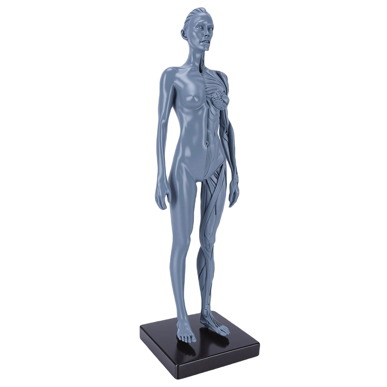 

Human Body Musculoskeletal Model 27cm Resin Female Human Anatomical for CG Painting Teaching