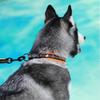 Animals & Pet Supplies > Pet Supplies > Pet Medical Collars