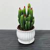 Easy-Care Succulent Arrangement: Wealth-Attracting Mountain Cacti & Flowers for Office or Living Room Décor