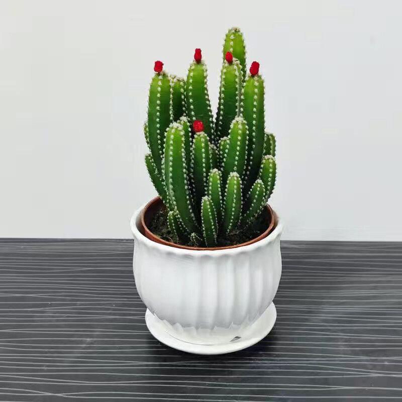 Easy-Care Succulent Arrangement: Wealth-Attracting Mountain Cacti & Flowers for Office or Living Room Décor
