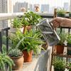 Large Capacity Watering Can Transparent Gardening Watering Bottle Watering Sprayer  House Plants