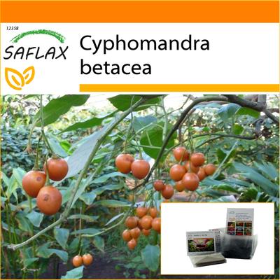 Garden in the Bag - Tamarillo - 50 semi - Con substrato in un sacchetto stand up adatto - Cyphomandra betacea