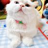 Cat Collar Elastic Webbing Puppy Necklace Puppy Small Dog Collar