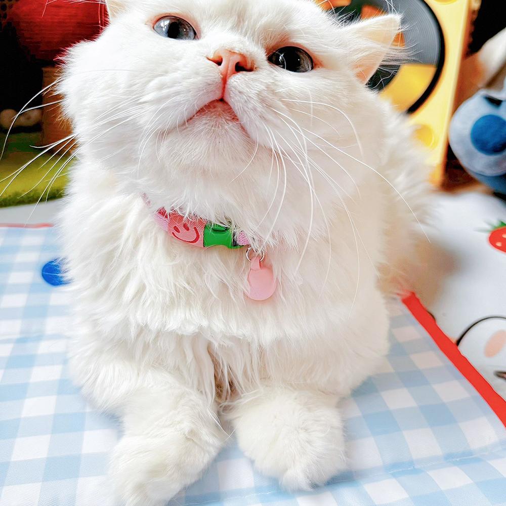 Cat Collar Elastic Webbing Puppy Necklace Puppy Small Dog Collar