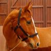 Reitsport – Zaumzeug & Zügel
