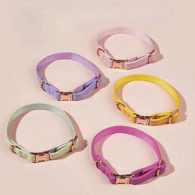 Köpek – Köpek Tasmaları ve Tasma Kayışları