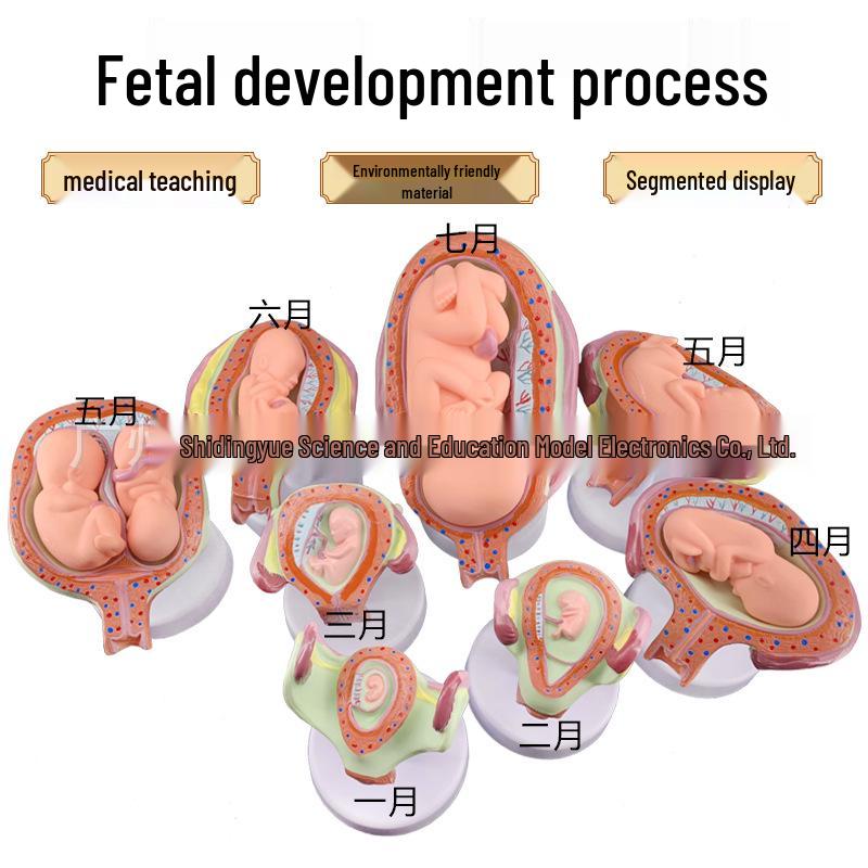 Prenatal Development and Uterus Anatomy Model