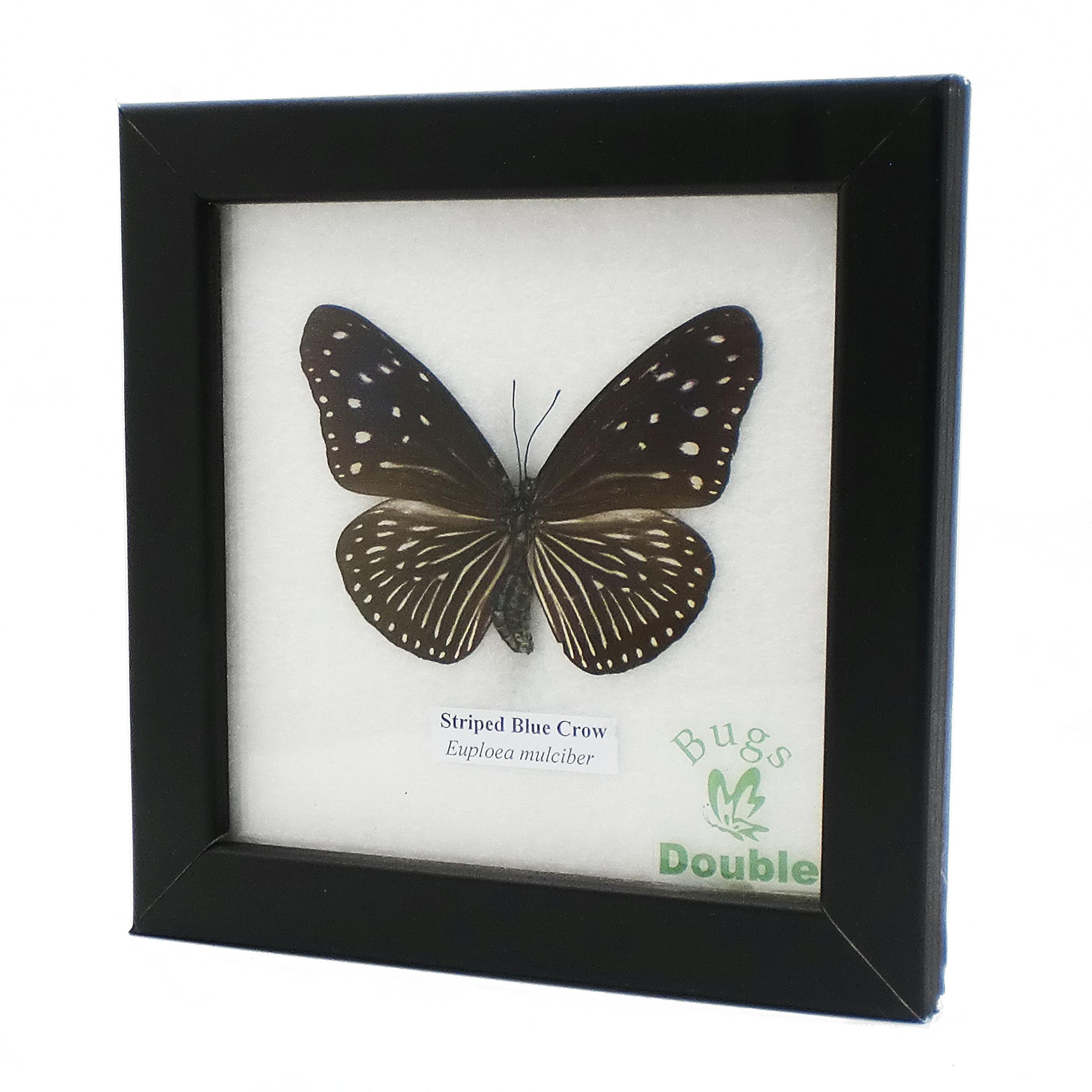 

Образец насекомого в рамке бабочка Полосатый Синий Клешненосный (женский пол)