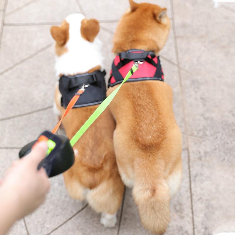 zero on leash
