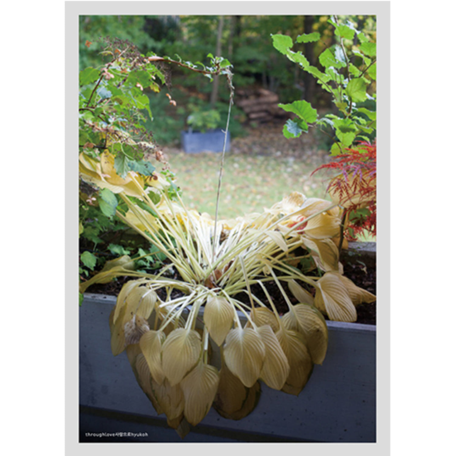 HYUKOH [THROUGH LOVE] 5-й полноформатный альбом