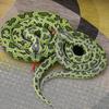 2m Simulated Snake Plush Toy Soft And Comfortable Fabic Suitable For Haunted House Decoration - WK