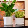 1/5Pcs White Modern Flower Pots With Trays Garden Balcony Desk Thicken Boxes Home Office Minimalist Bonsai Polygonal Containers