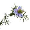 Hill Interiors The Natural Garden Collection Love In A Mist Nigella Artificial Flower