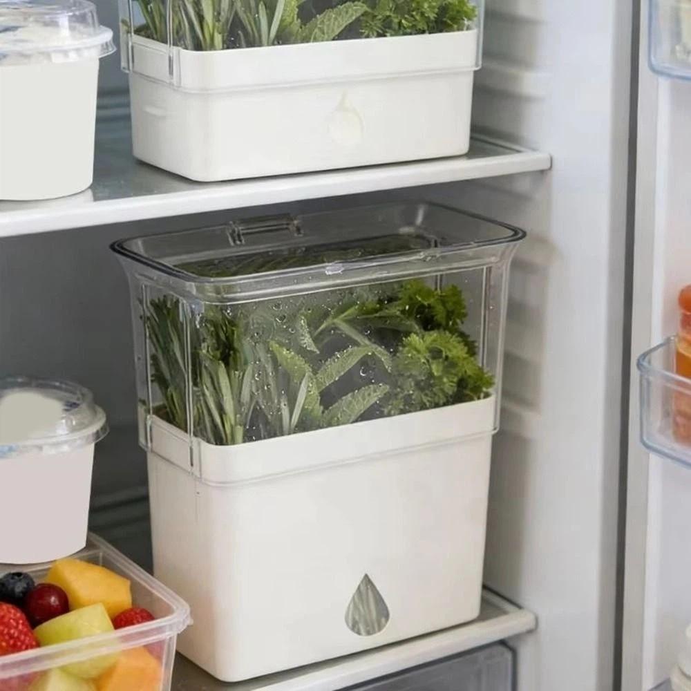 Large Capacity Vegetable Keeper Plastic Herb Lettuce Keeper Vanilla Bean Storage Box  Thyme