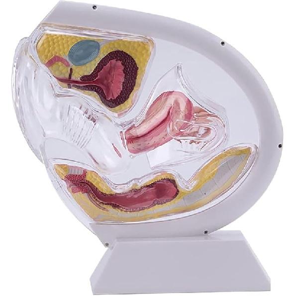 Female Transparent Uterus Anatomical Model, Uterus Model, Pelvis Rectum Teaching Model, for Medical Education and Training(Black)