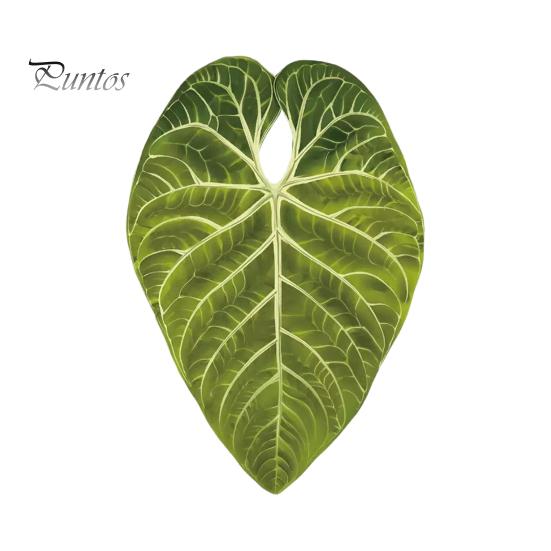 Tropical Plant Refrigerator Magnets 3D Plants Magnet, Acrylic Green Decorative Fridge Home Decor Memo Notes Photo Holder for Kitchen Office