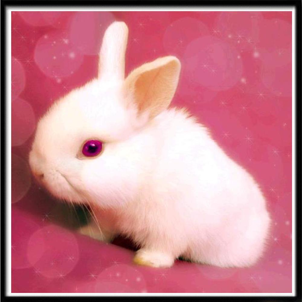 Pictura cu diamante 5D Diy Broderie cu punct de cruce Kit complet Pictură cu diamante pisica Decorare perete de acasă Cadouri de sărbători lucrate manual