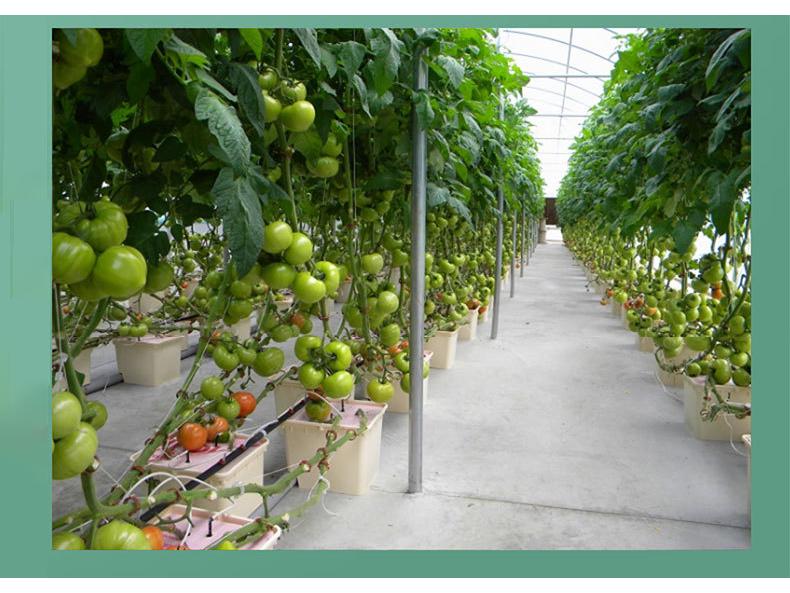 Dutch Bucket Hydroponic Planter for Vegetables, Fruits, and Flowers