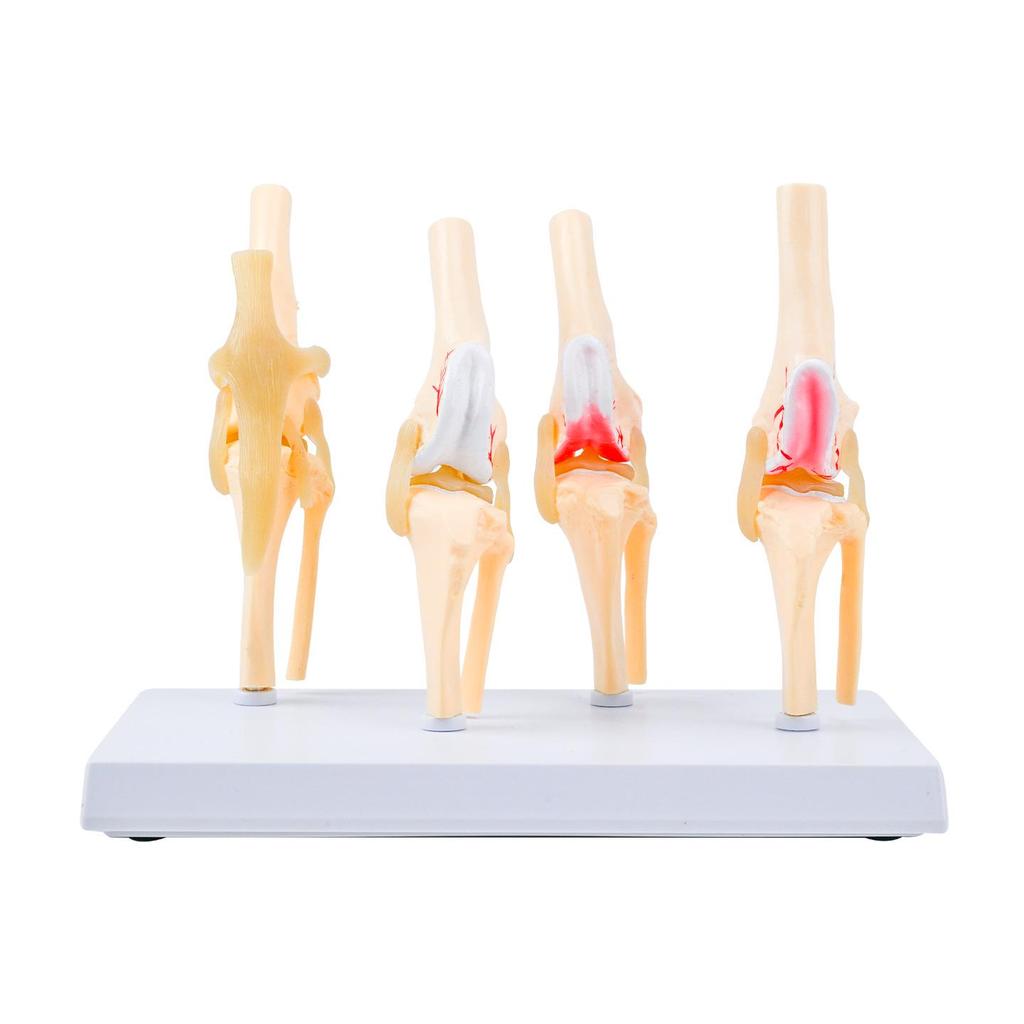Canine Knee Joint Simulation Model 1:1 - Animal Skeleton Teaching Aid