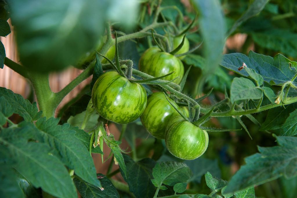SAFLAX Organic - Tomato - Green Zebra - 10 Seeds - Solanum Lycopersicum