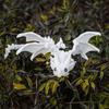 1Pcs 3D Printing Flying Dragon Wing Handicraft Ornaments Figurine Art Deco Resin Dragon Sculpture Tabletop Animal Theme Decor