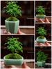 Ceramic Purple Clay Succulent Bonsai Pot - High-End Glazed Mini Flower Pot 