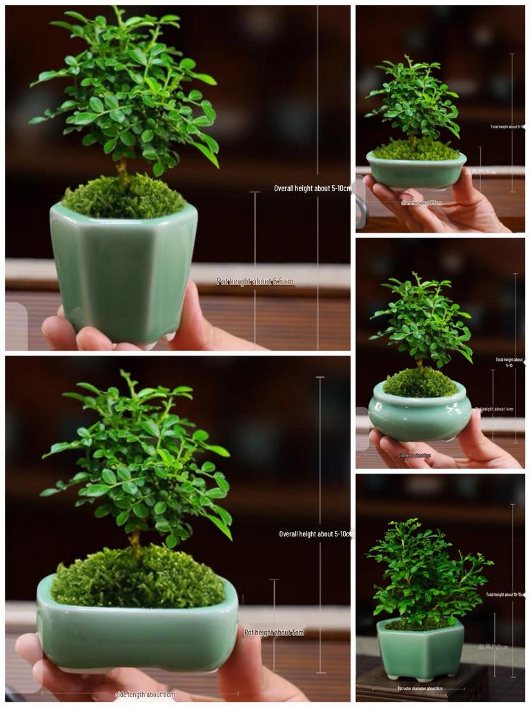 Ceramic Purple Clay Succulent Bonsai Pot - High-End Glazed Mini Flower Pot