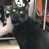 Cat Collar Pet Cat Collar with Bell Cat Face Collar Safety Buckle Cat Collar Glitter Velvet Collar
