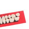 28-Tooth Dental Teaching Model Set