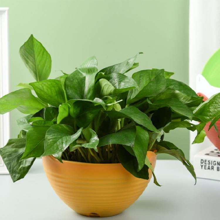 Hanging Basket Flowerpot Garden Plastic Outdoor Flowerpot Chain Type Plant Hanging Basket Flowerpot Decorations