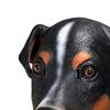 Latex Dog Head Masque Realistic Animal Full Head Masque for Halloween Costume Cosplay Fancy