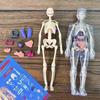 Detachable Assembly Human Body Model Structure Full Body Skeleton Organs 3D skeleton medical Anatomy Children's puzzle toys