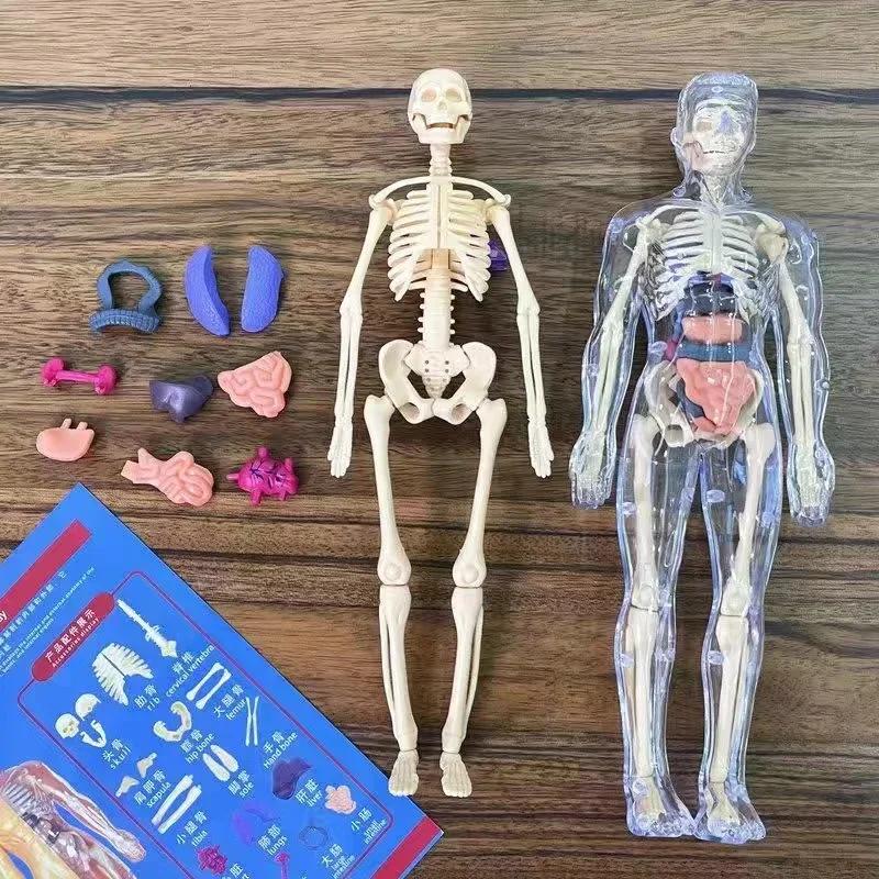 Detachable Assembly Human Body Model Structure Full Body Skeleton Organs 3D skeleton medical Anatomy Children's puzzle toys