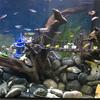 1PC Fish Tank Landscaping Ornaments Resin Retro Arch Bridge  Water Tank Micro Landscape Bridge Ornaments