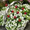 10PCS Plug-In Small Insects Stakes Rust-proof Lawn Stake Ladybug Stakes  Home Decor